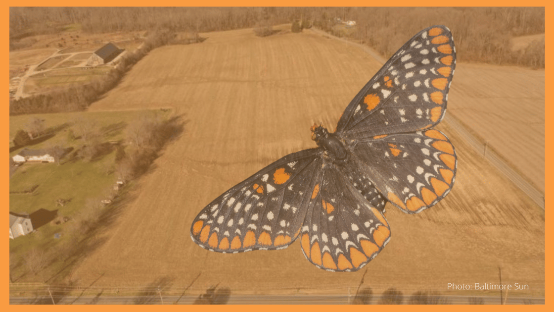 buttefly(1)-1